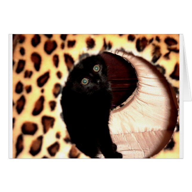 Black Cat in a leopard hooch (Front Horizontal)