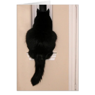 Black cat in skinny window