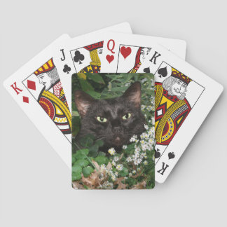 Black cat in wildflowers playing cards