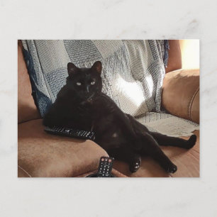 Black cat looking like a boss postcard