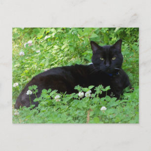 Black Cat Lying in Clover Cat Lovers Postcard