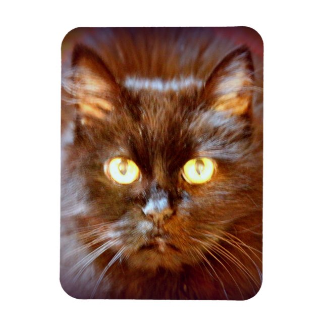 black cat magnet (Vertical)