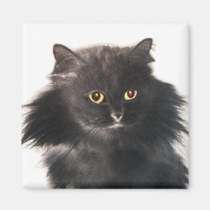 BLACK  CAT MAGNET