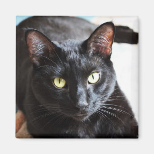 Black Cat Modern Photo Portrait Magnet