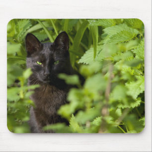 Black cat mousepad