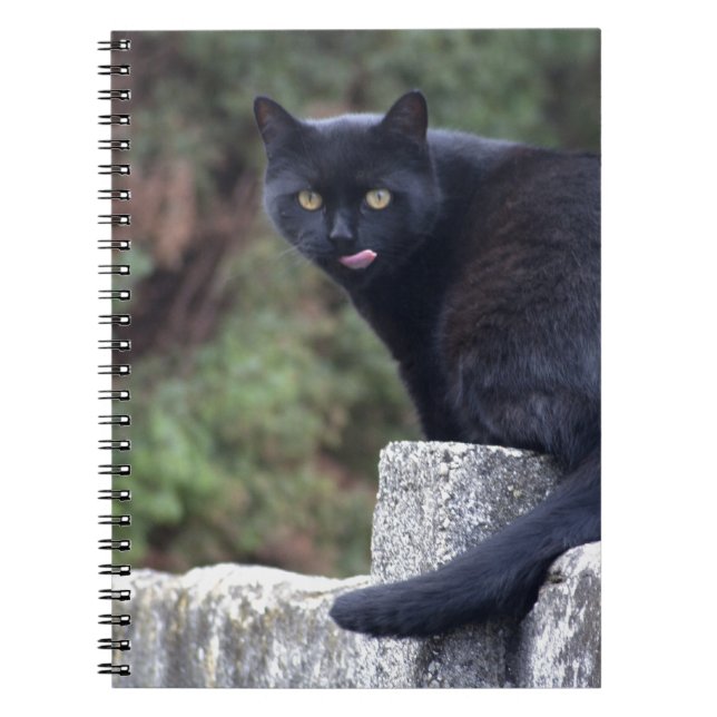 Black Cat Notebook (Front)