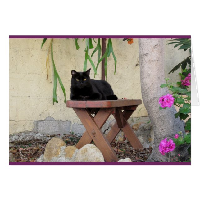 Black Cat on Bench with Pink Geraniums (Front Horizontal)