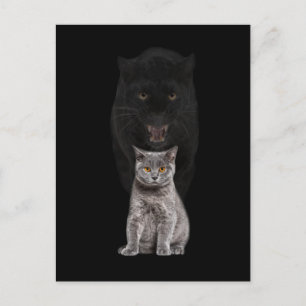 Black Cat Panther Animal Cute Evolution Postcard