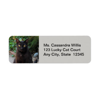 Black Cat Patiently Waiting Return Address Labels
