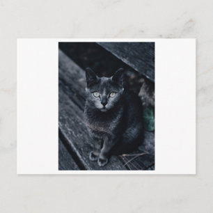 BLACK CAT PHOTOGRAPHY POSTCARD