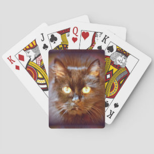 black cat playing cards