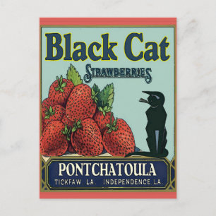 Black Cat, Pontchatoula Strawberries Postcard
