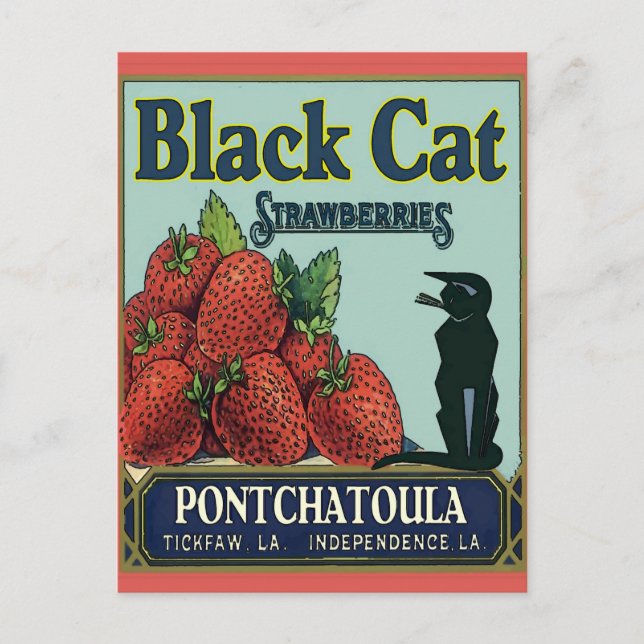 Black Cat, Pontchatoula Strawberries Postcard (Front)