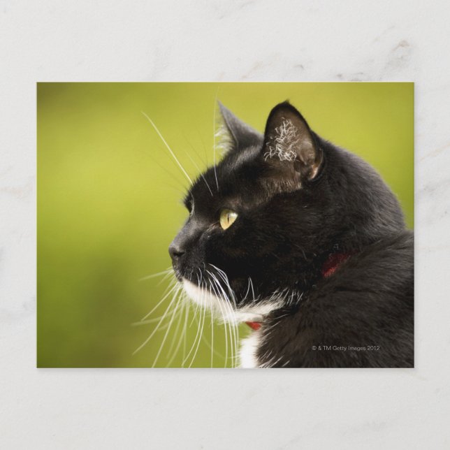 Black Cat Postcard (Front)