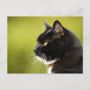 Black Cat Postcard