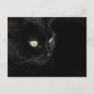 Black Cat Postcard