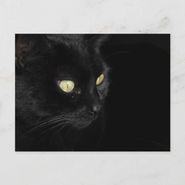Black Cat Postcard (Front)