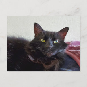 Black Cat Postcard