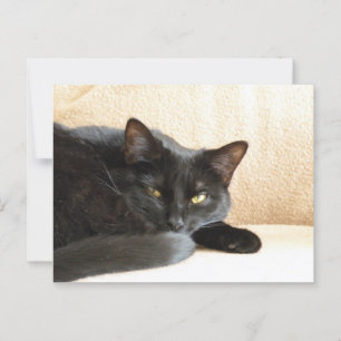 Black cat postcard