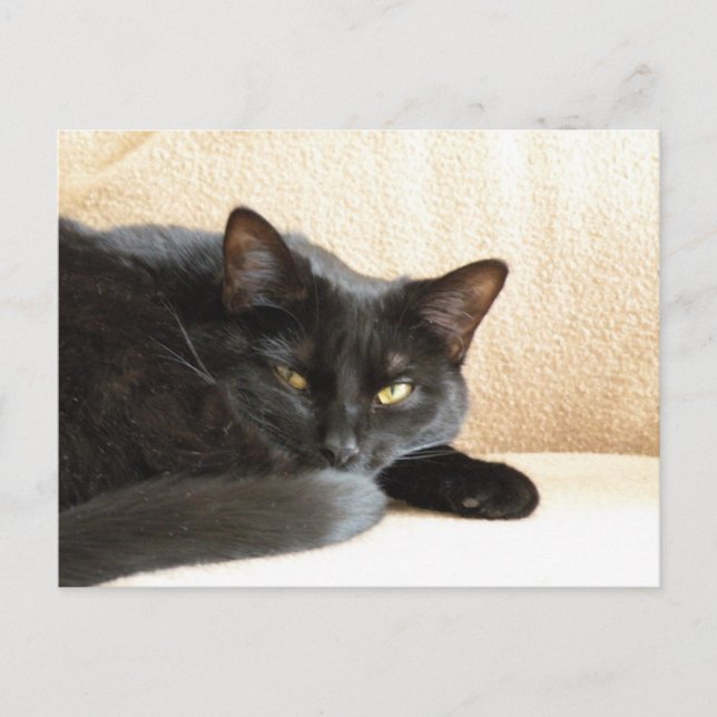Black cat postcard (Front)