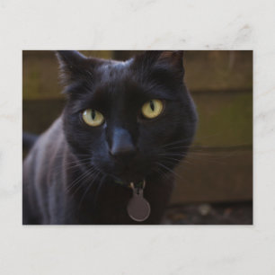Black Cat Postcard