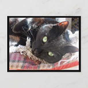 "Black Cat" postcard