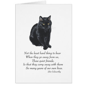 Black Cat Rainbow Bridge