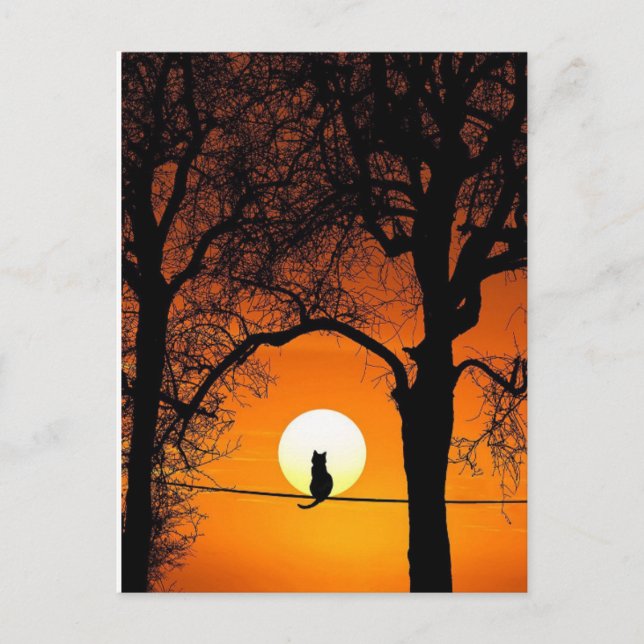 Black Cat Silhouette Sunset Postcard (Front)