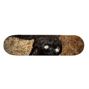 black cat skateboard