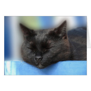 Black Cat Sleeping