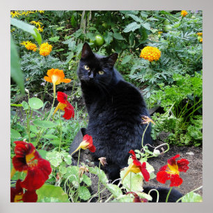 Black Cat Summer Garden Photography Poster