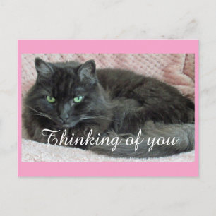 Black Cat Thinking Of You Postcard