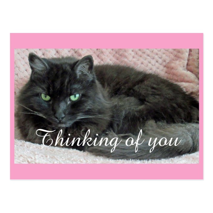 Black Cat Thinking Of You Postcard | Zazzle.co.uk