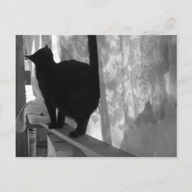 Black Cat Walks Away - postcard (Front)