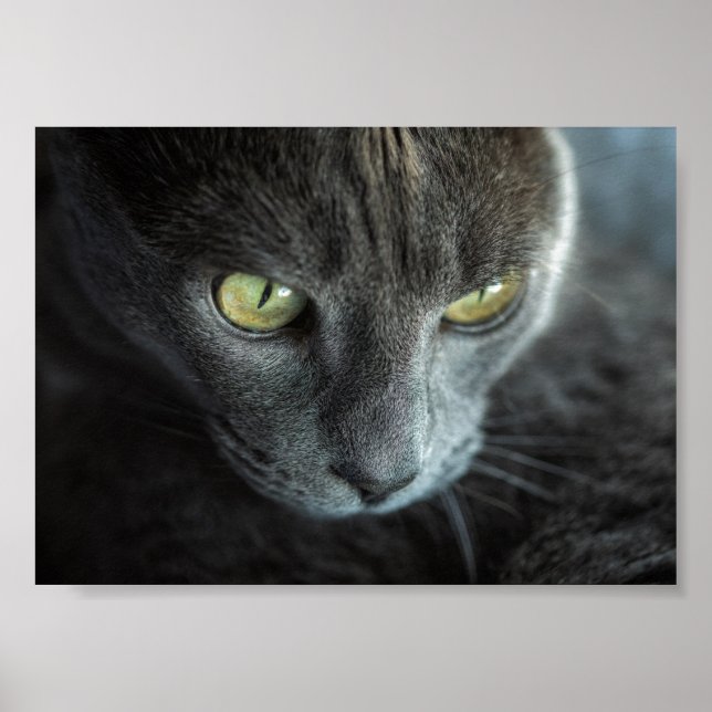 BLACK CAT WITH GREEN EYES PHOTOGRAPHIC POSTER (Front)