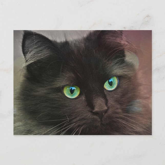 Black cat with green eyes portrait postcard (Front)