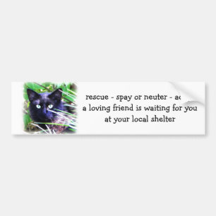 Black cat with striking green eyes bumper sticker