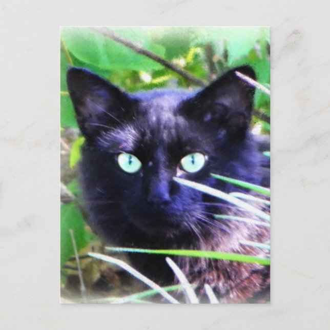 Black cat with striking green eyes postcard (Front)