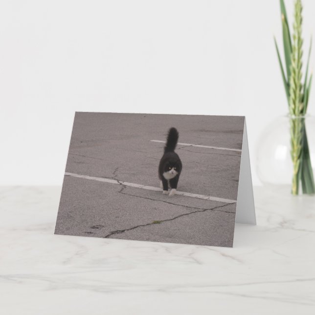 Black Cat with white paws Photo and Card by Lorett (Front)