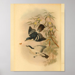Black Caterpillar Catcher Bird Vintage Print