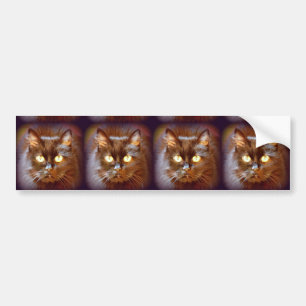 black cats bumper sticker