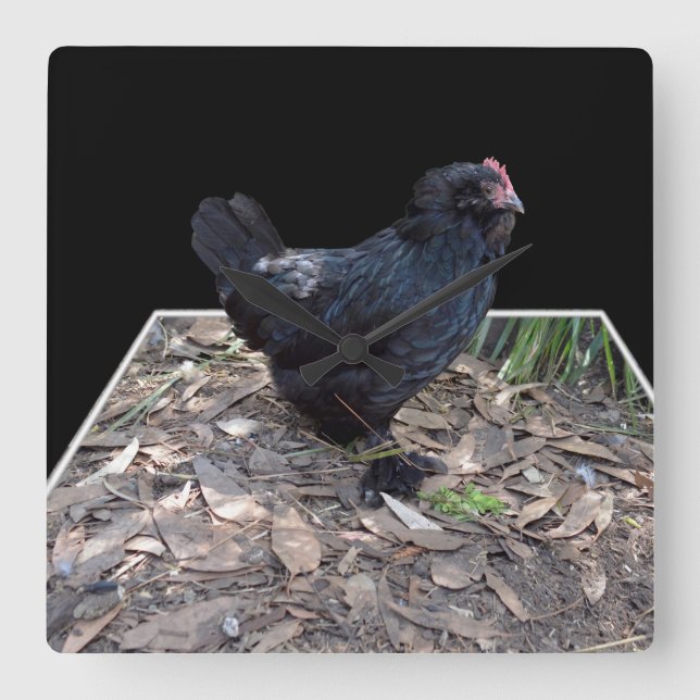Black Chicken Pop Out,_Square Wall Clock (Front)