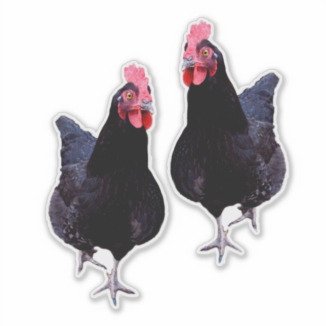 Black Chickens Strut, (Front)