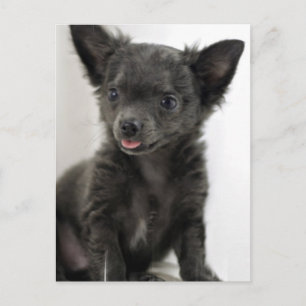 Black Chihuahua  Postcard