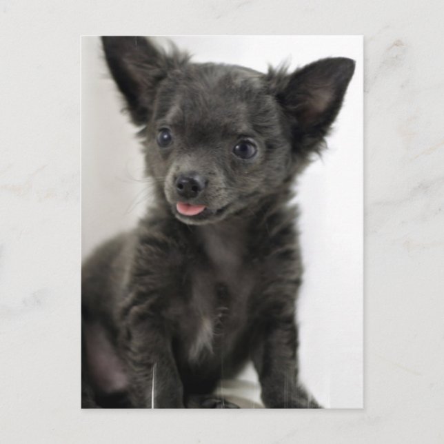 Black Chihuahua  Postcard (Front)