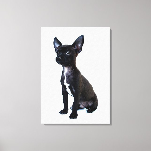 Black Chihuahua puppy Canvas Print (Front)