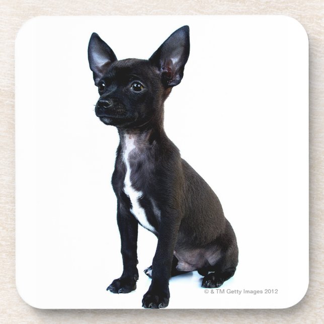 Black Chihuahua puppy Coaster (Front)