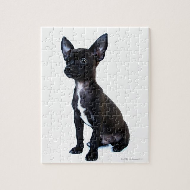 Black Chihuahua puppy Jigsaw Puzzle (Vertical)