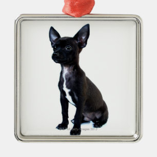 Black Chihuahua puppy Metal Tree Decoration