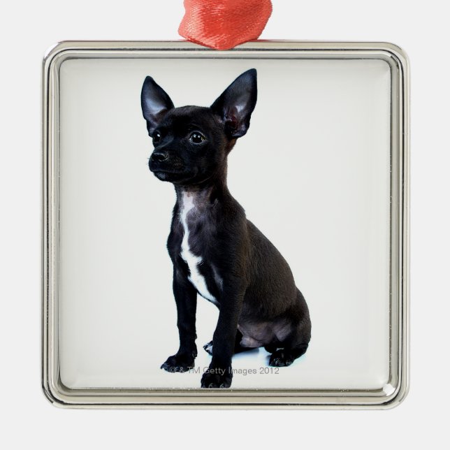 Black Chihuahua puppy Metal Tree Decoration (Front)